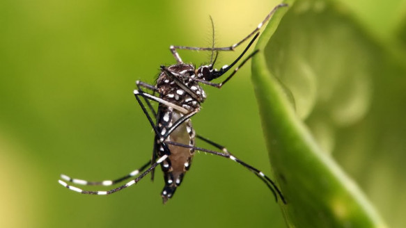 Descubren que el virus del Zika puede mutar y hacerse más infeccioso Salud