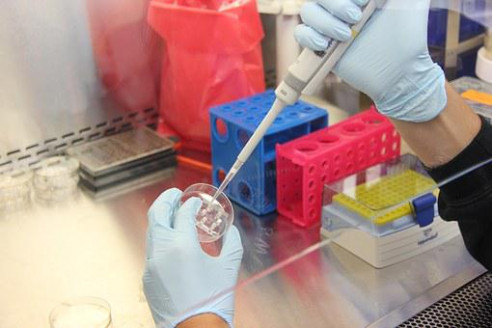 Riesgo para la salud pública: surge en cerdos una cepa de estafilococo resistente a los antibióticos Salud