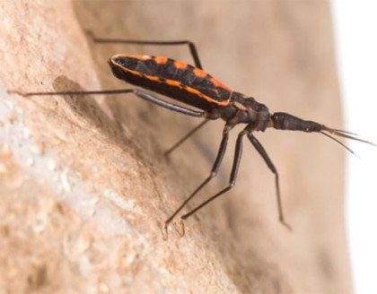 Vinchuca transmisora del Mal de Chagas podría ampliar su presencia hasta el norte del Biobío debido al cambio climático Chile
