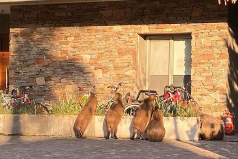 Reportan en Argentina invasión de carpinchos los roedores más grandes del mundo Latinoamérica